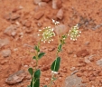 Abronia fragrans