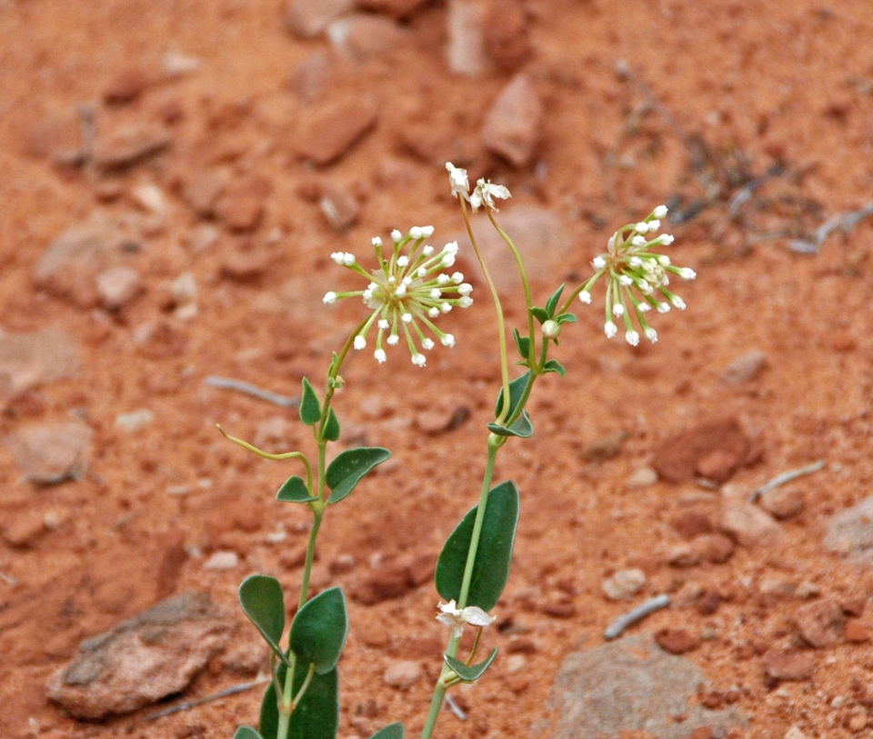 Abronia fragrans
