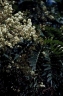 Acacia elata