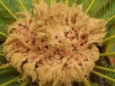 Cycas revoluta