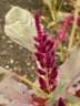 Amaranthus cruentus