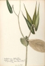 Asclepias quadrifolia