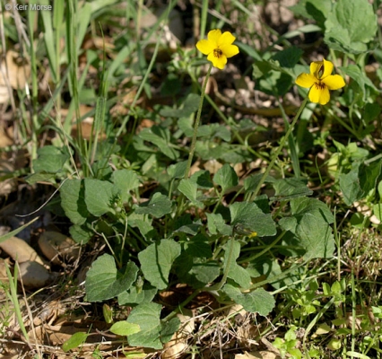 Viola pedunculata