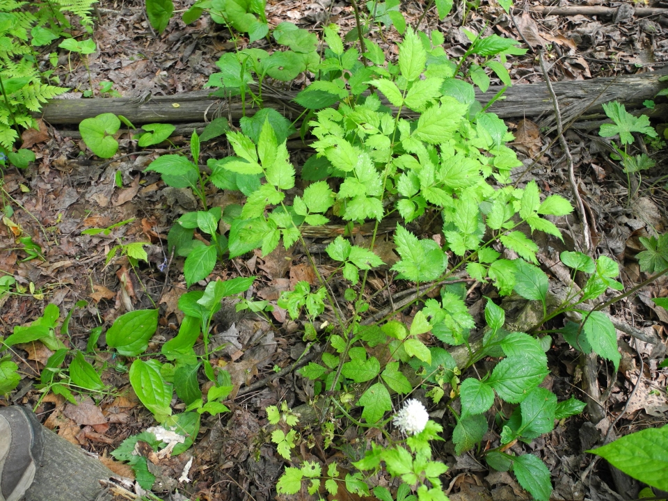 Actaea pachypoda