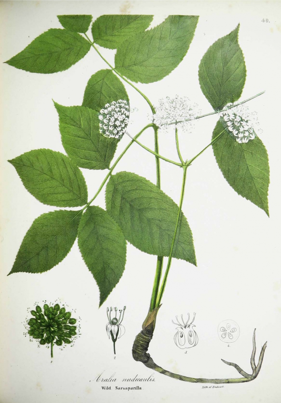 Aralia nudicaulis