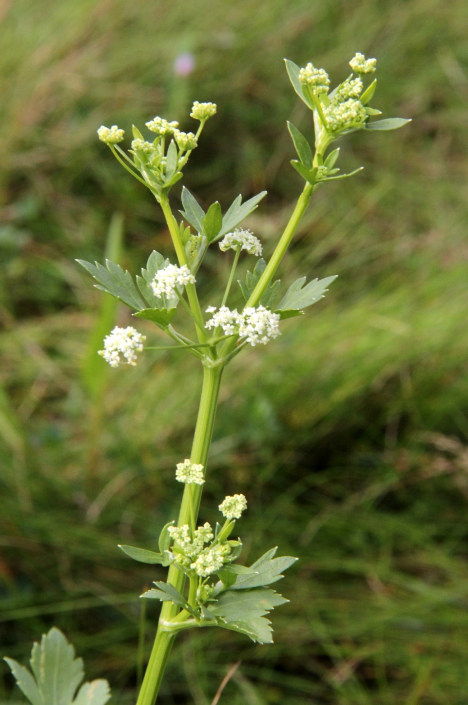 Apium graveolens