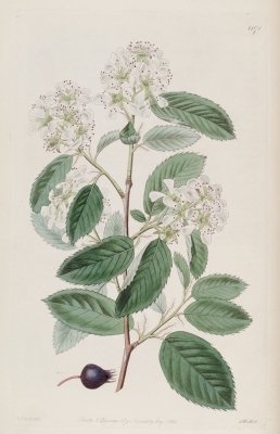 Amelanchier sanguinea