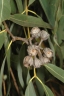 Angophora costata