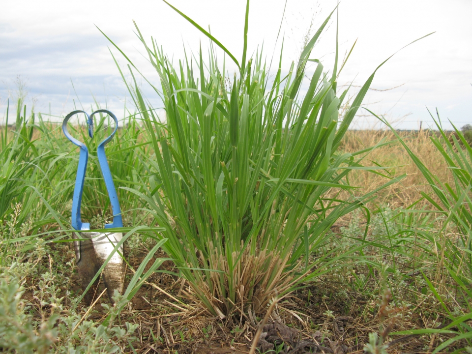 Panicum decompositum