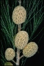 Allocasuarina torulosa