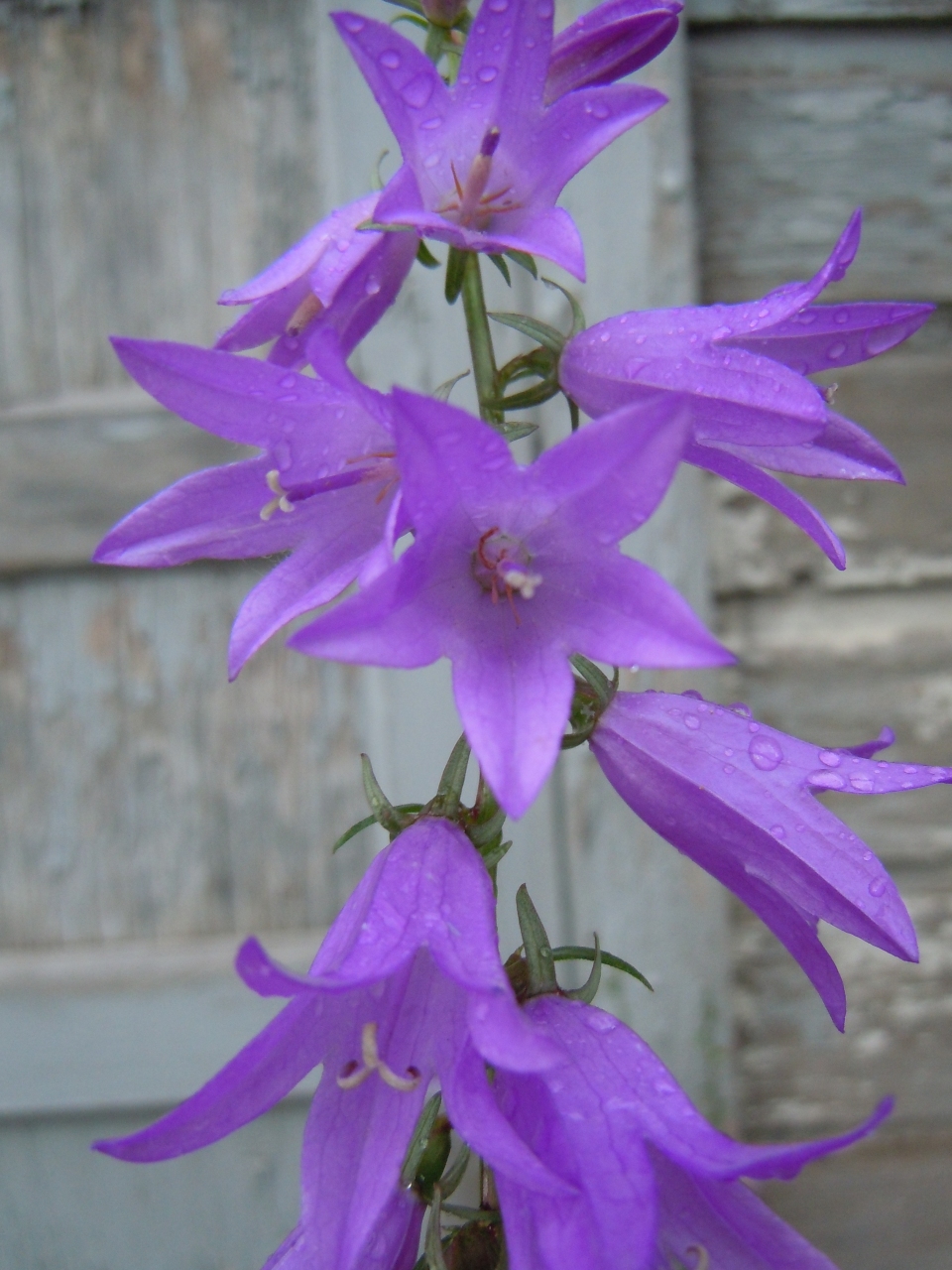 Campanula rapunculoides Images - Useful Tropical Plants