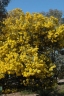 Acacia podalyriifolia