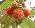 Rubus lineatus