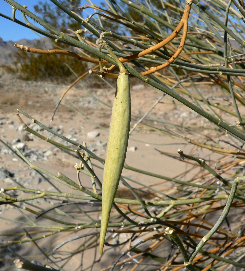 Asclepias subulata