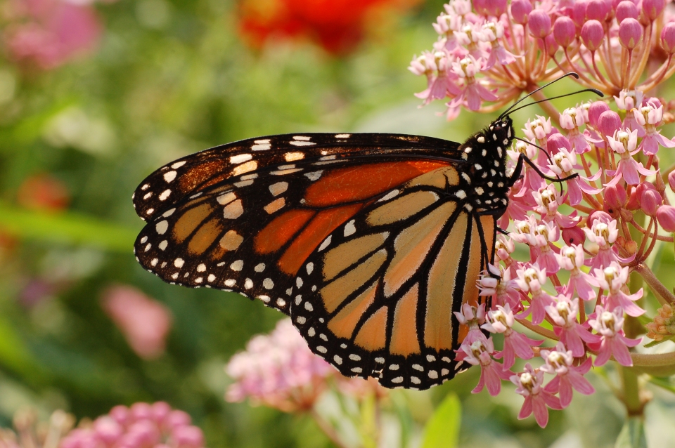 Asclepias incarnata