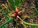 Allium × proliferum