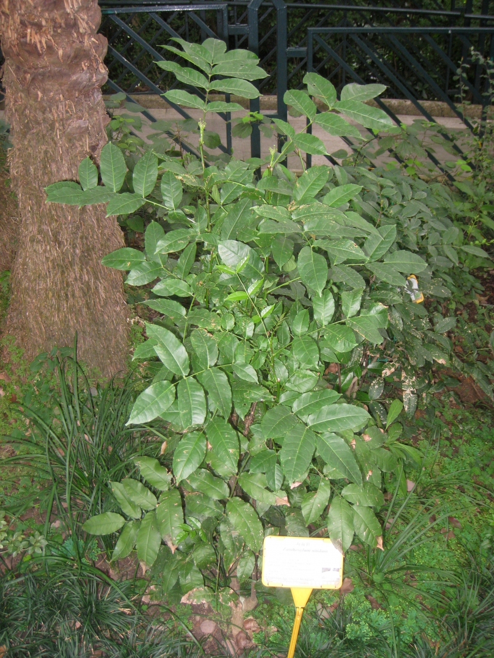 Zanthoxylum nitidum