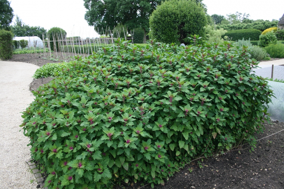 Chenopodium giganteum