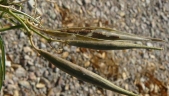 Asclepias fascicularis