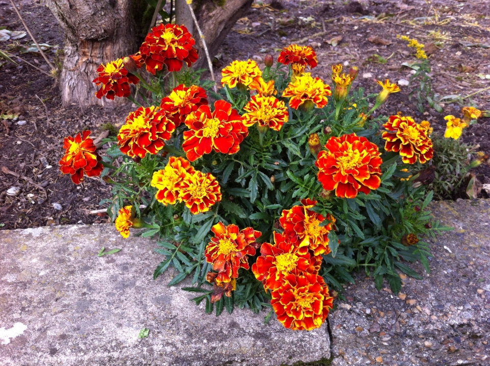 Tagetes patula