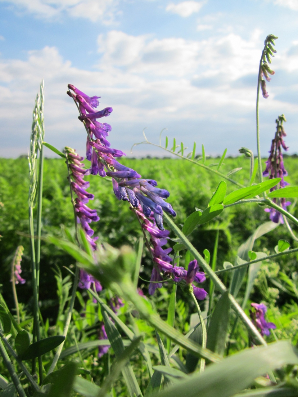 Vicia cracca