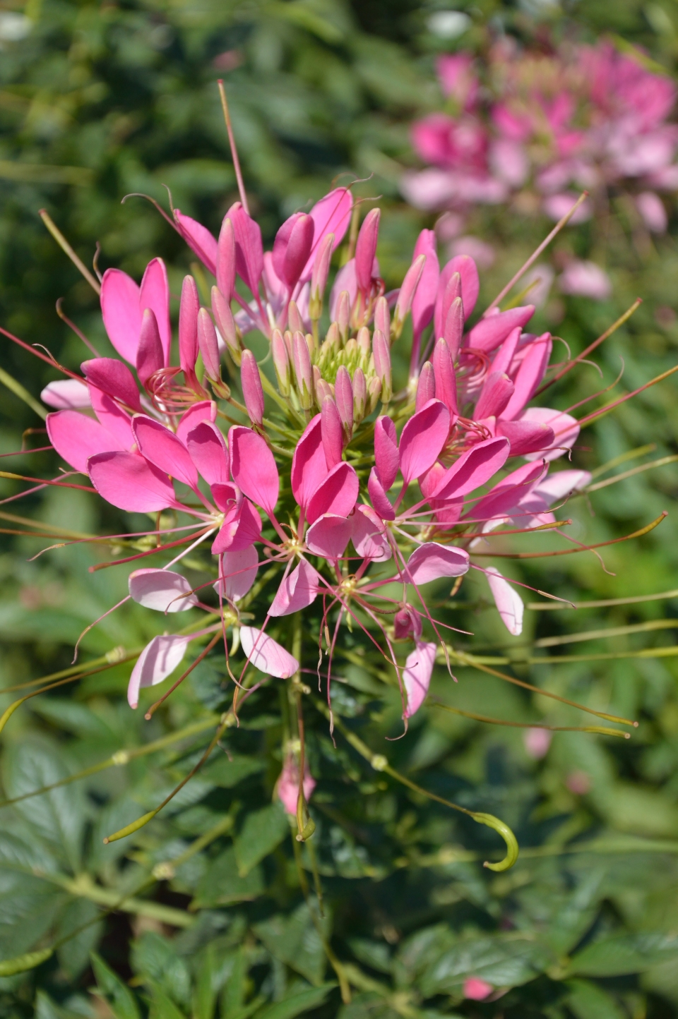 Cleome gynandra