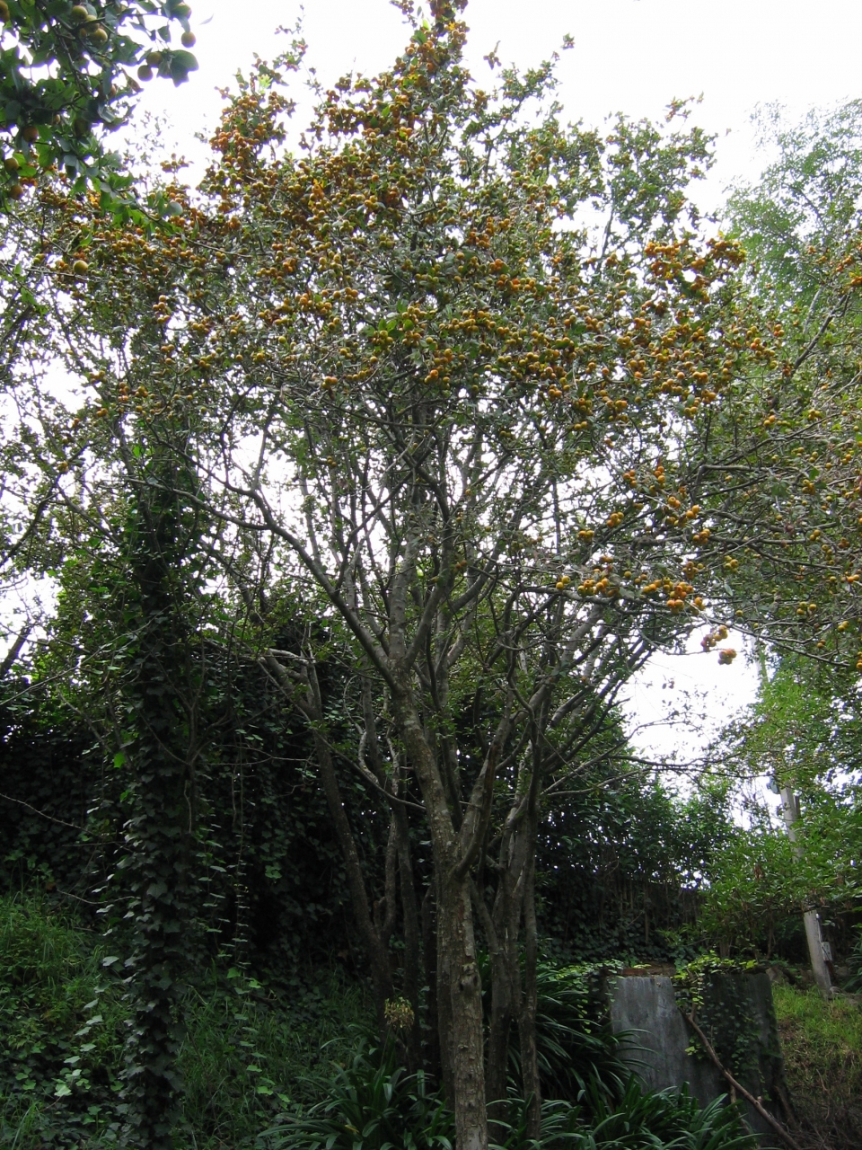 Crataegus mexicana