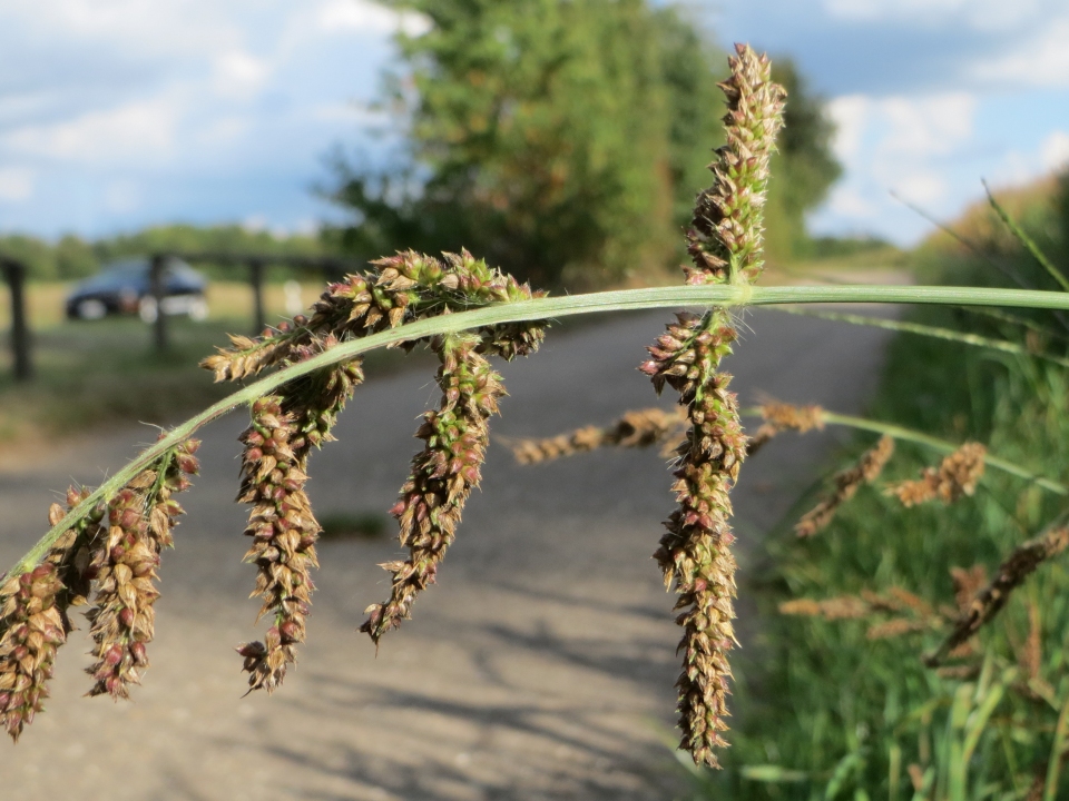 Echinochloa crus-galli