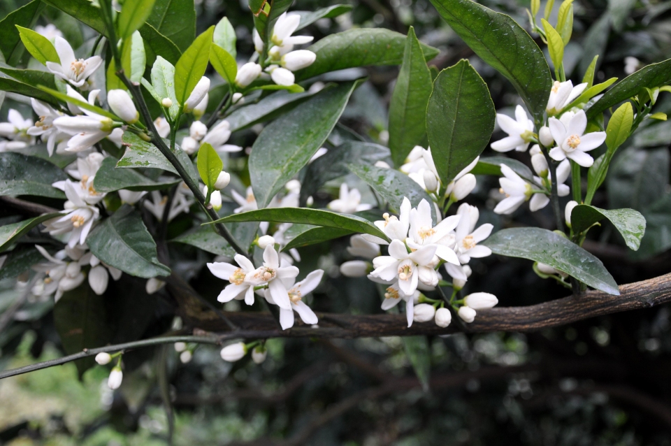 Citrus reticulata