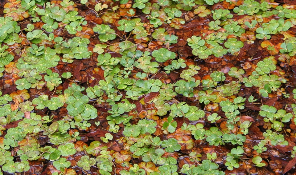 Marsilea drummondii