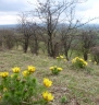 Adonis vernalis