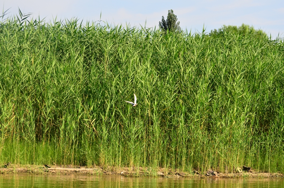 Phragmites australis