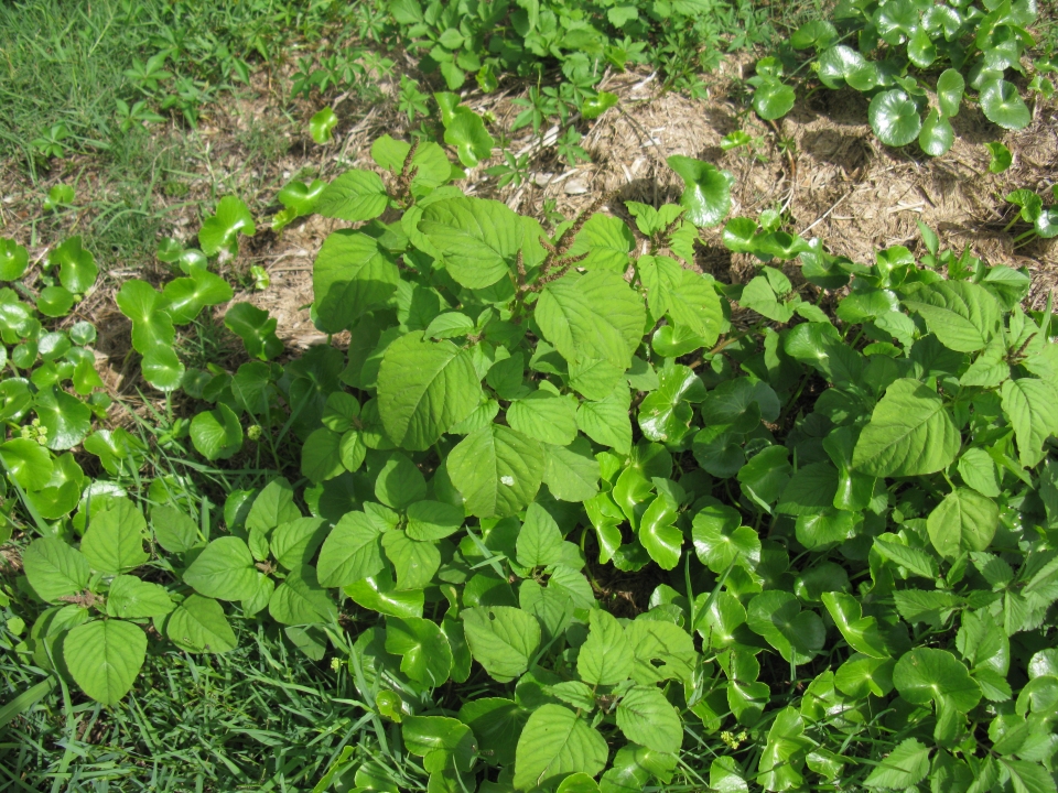 Amaranthus viridis