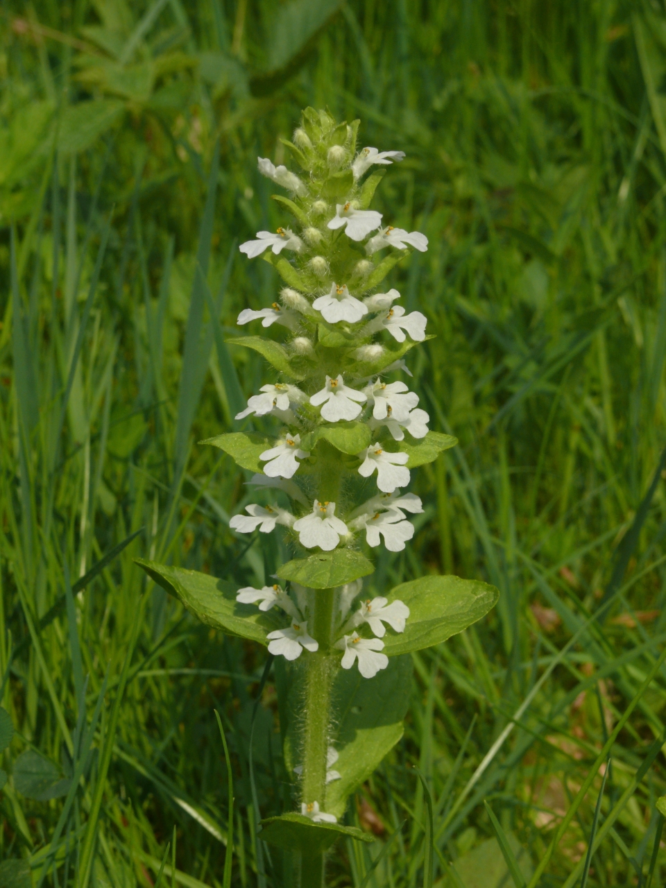 Ajuga reptans