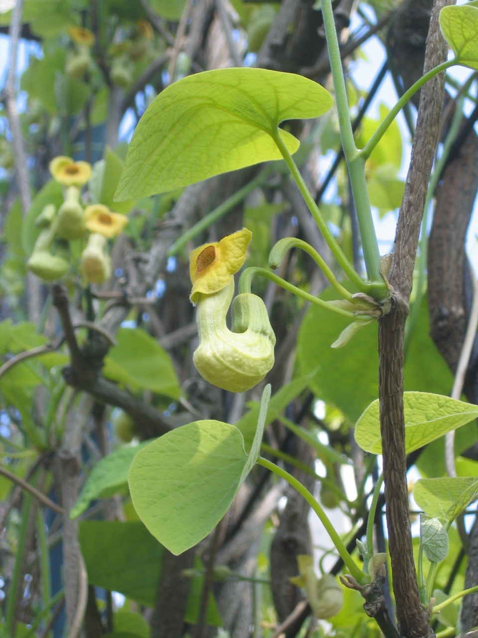 Aristolochia manshuriensis