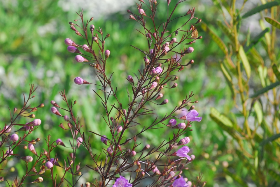 Agalinis tenuifolia