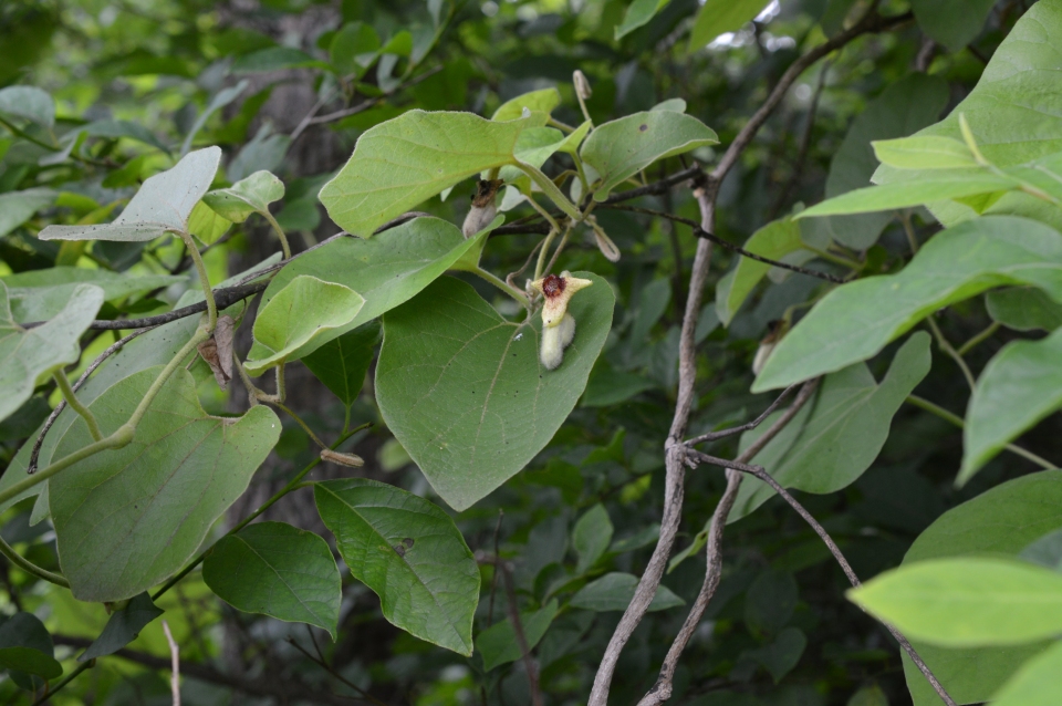 Aristolochia tomentosa