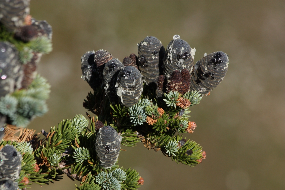 Abies lasiocarpa