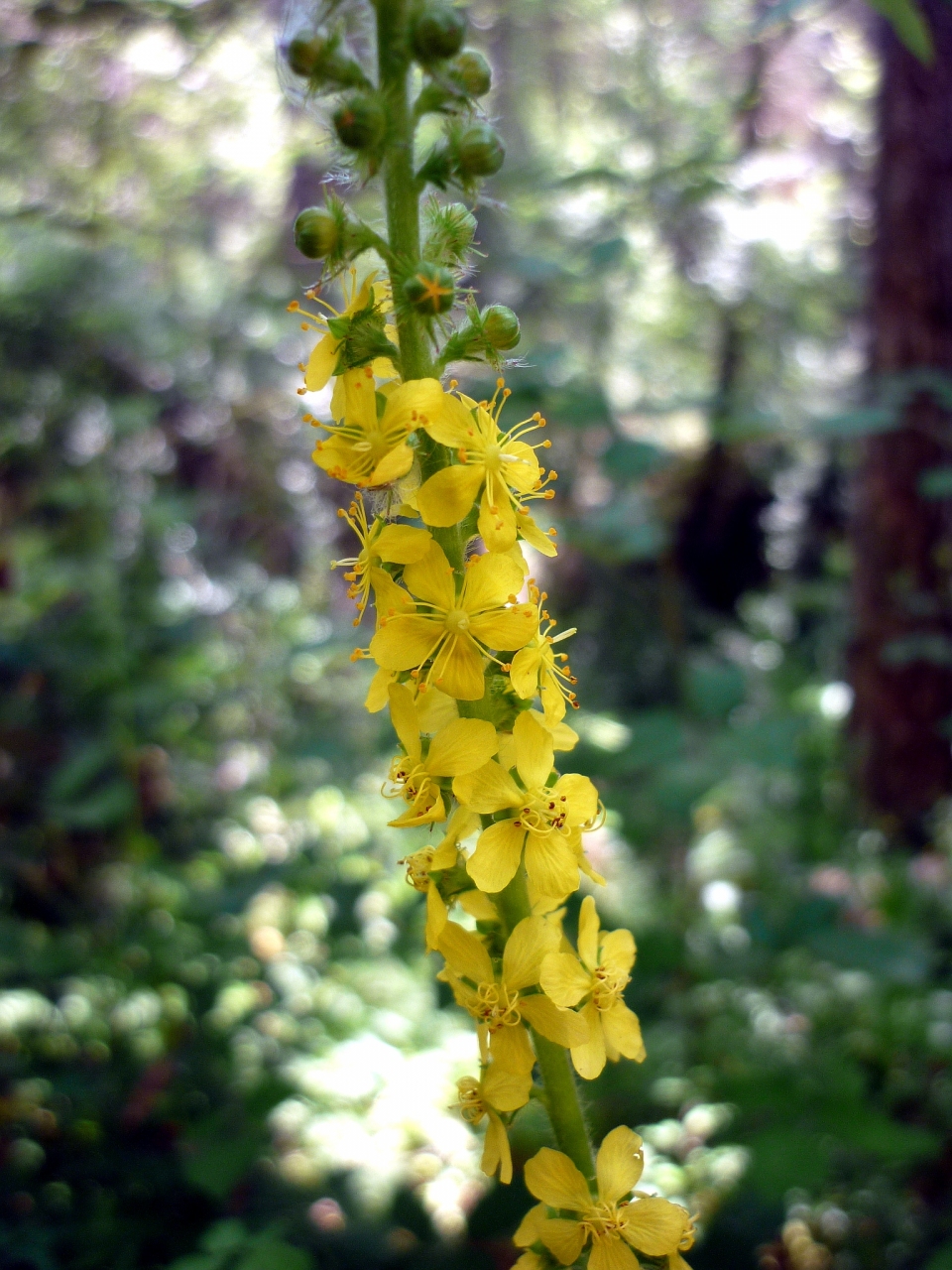 Agrimonia eupatoria