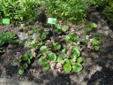 Bergenia ciliata