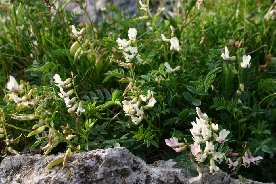 Astragalus australis