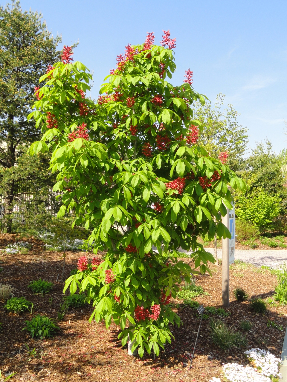 Aesculus pavia