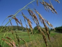 Sorghum halepense