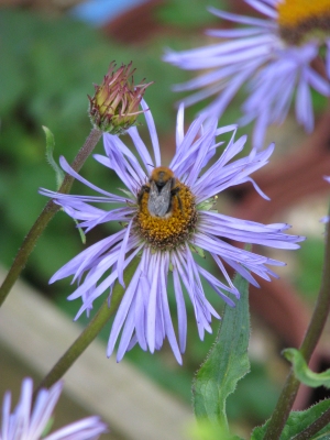 Aster diplostephioides