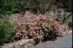 Boronia pinnata