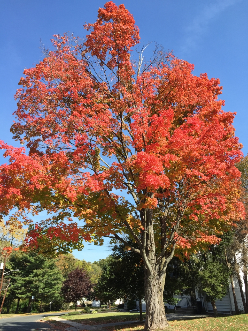 Acer saccharum