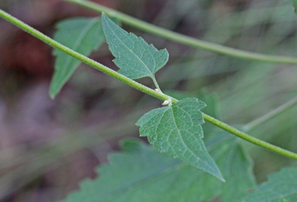 Ageratina herbacea