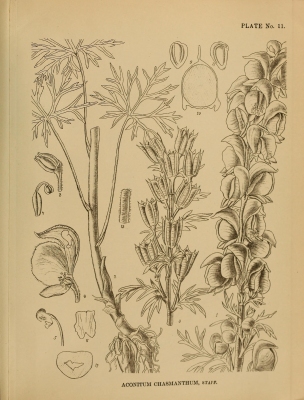 Aconitum chasmanthum