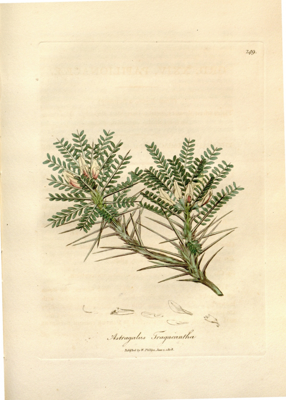 Astragalus tragacantha