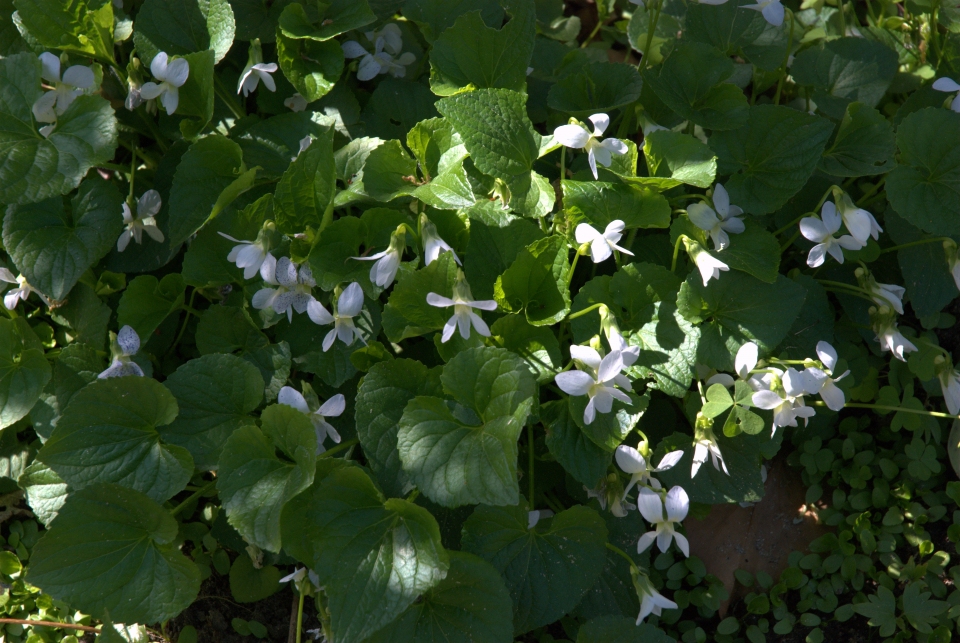 Viola sororia